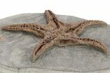 Exceptionally Preserved Fossil Starfish #213177-2